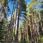 One Bedroom Pirin